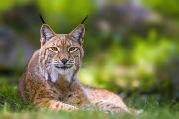 Naklejka na ściany i meble a wild lynx is hiding in the forest