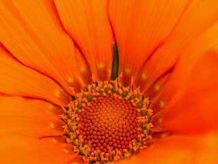 orange flower with pollen as background