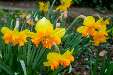 Split-corona Daffodil (Narcissus x hybridus) in park