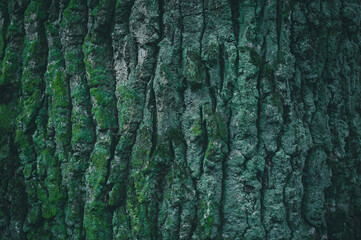Embossed texture of the bark of oak with green moss. Deep green tree trunk covered old mossy lichen bark in rainforest. Vibrant bright green moss growing natural on tree trunks texture.