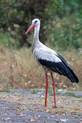 Crane on the banks of the river