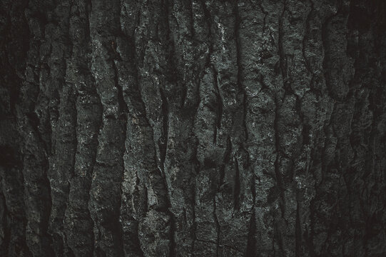 Dark gray background. Pine bark texture.