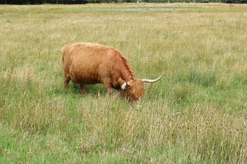 Brown Scottish Highlander cow on Texel, the Netherlands