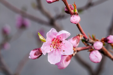 Peach (Persica vulgaris) in orchard, Crimea