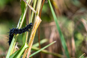 Peacock butterfly caterpillars, Aglais io, eating the leaves of stinging nettles