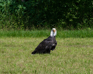 Ein Weißkopfseeadler steht auf einer Wiese und beobachtet