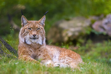 a wild lynx is hiding in the forest