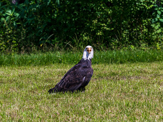 Ein Weißkopfseeadler steht auf einer Wiese und beobachtet