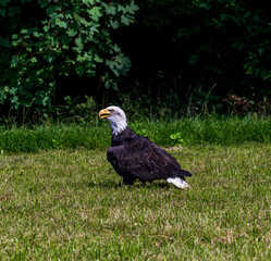 Ein Weißkopfseeadler steht auf einer Wiese und beobachtet