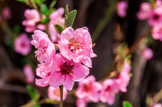 Peach (Persica vulgaris) in orchard, Crimea
