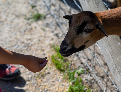 Ein kleines Kind füttert Ziegen in einem Gehege