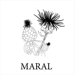 maral root, leuzea conifera. Plants of the Altai Mountains. Healing herbs and flowers. illustration linear illustration