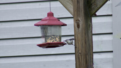 A Gray Bird Stretching to Eat Bird Seed