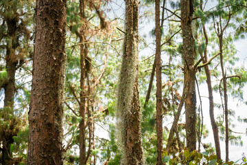 Beautiful Colombian tropical forest