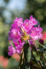 Smirnow Rhododendron (Rhododendron smirnowii) in park