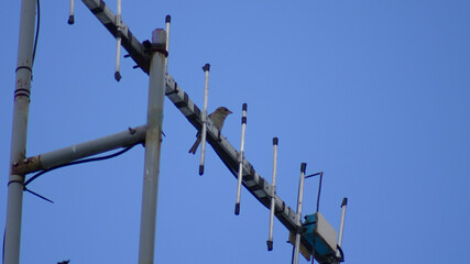 A Bird Resting on a UHF Antenna