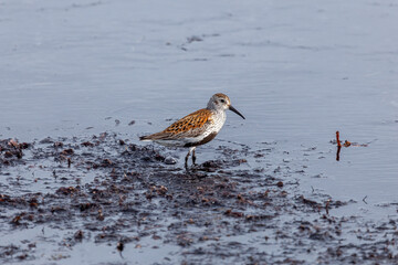 Alpenstrandläufer, Calidris alpina