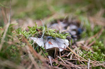 ściółka leśna © Izabela