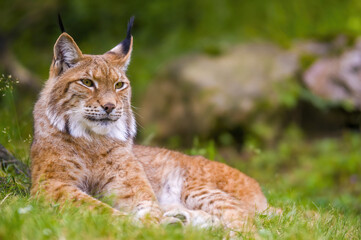 Naklejka na ściany i meble a wild lynx is hiding in the forest