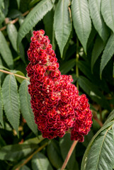Staghorn Sumac (Rhus typhina) in park, Keil, Schleswig-Holstein, Germany