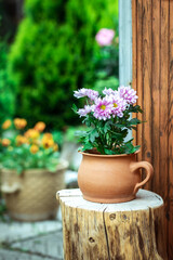 Chrysanthemum in terracotta flower pot at tree stump. Flowers decoration in ornamental garden