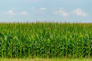 Field of corn under blue sky on summer day on farm