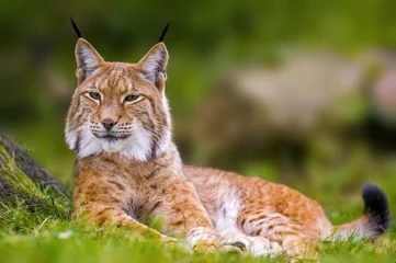 Fotobehang a wild lynx is hiding in the forest © Mario Plechaty