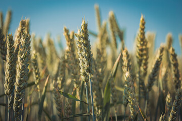 Agriculture. Wheat fields. Sunset on a field with young rye or wheat in summer with cloudy sky background. Landscape. Golden Wheat. Wheat field at sunset, evening agricultural scene. Beautiful Nature