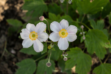 In the summer, an ornamental plant, Japanese anemone, blossomed in the garden.