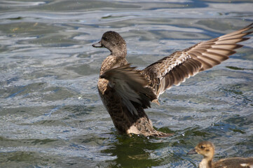 An American Wigeon Flapping her Wings