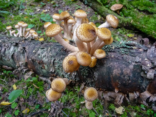edible mushrooms opyat on a fallen birch tree in the forest