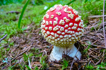 a poisonous young mushroom fly agaric with a red cap