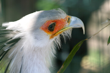 Adler