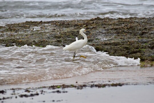 P&Aacute;SSARO GARSA EM PRAIA  NORDESTE BRASIL 