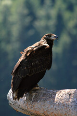 Adler