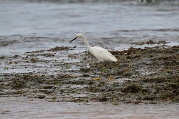 PÁSSARO PRAIA DO NORDESTE BRASIL 