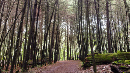 Naklejka premium Manantlan