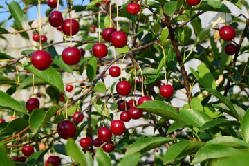 red cherries on a tree