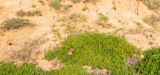 Ground hog marmot creature feasting on shrubs at a California beach