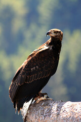 Adler