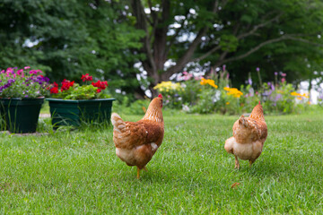 Rear view of two free-range red hens roaming around a large country garden during a summer morning, Island of Orleans, Quebec, Canada