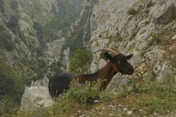 Obraz premium The dramatic landscape of the Picos de Europa mountains in Cantabria and Castile and León in Spain