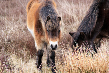 Fototapeta premium Exmoor Pony foal baby or ponies are a breed of horses native to the British isles they still live wild in Devon and Somerset south West England 