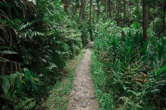 path in the forest to a waterfall in the jungle of el Yunque national park in puerto rico	