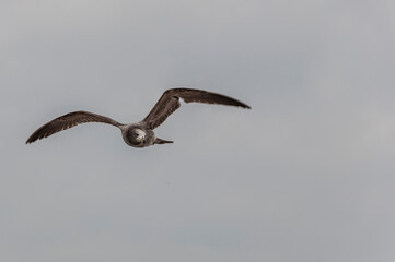 bird in flight