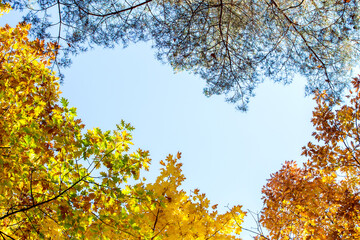 Perspective up view of autumn forest with bright orange and yellow leaves. Dense woods with thick canopies in sunny fall weather.