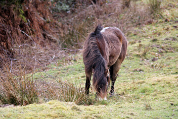 Fototapeta premium Exmoor Pony foal baby or ponies are a breed of horses native to the British isles they still live wild in Devon and Somerset south West England 