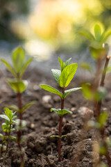Mentha Spicata (spearmint) growing in the spring