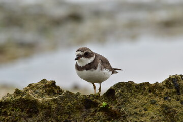 PÁSSARO PRAIA NORDESTE BRASIL