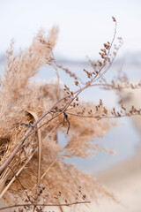Pampas grass outdoor in light pastel colors. Dry reeds boho style. 	